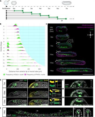 Restricted Proliferation During Neurogenesis Contributes to Regionalisation of the Amphioxus Nervous System